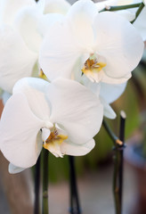 Цветы белой орхидеи