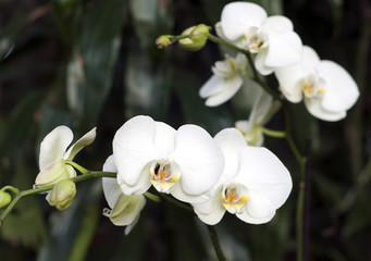 Цветы белой орхидеи в оранжерее