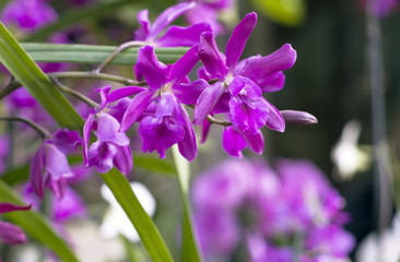 Ветка лиловых орхидей (лат. Orchidáceae Miltonia )