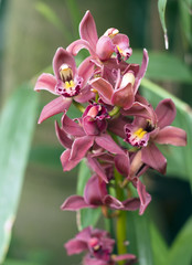 Коралловые орхидеи. (лат. Orchidáceae Cymbidium)