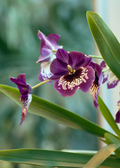 Фиолетовая гибридная орхидея.