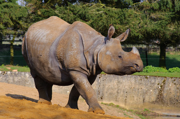 Asian rhino walking