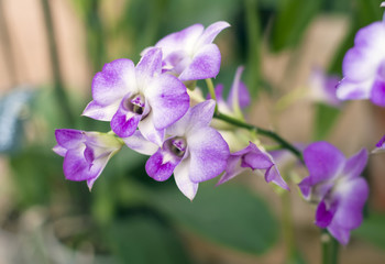 Нежно сиреневая орхидея. (лат. Orchidáceae Dendrobium )