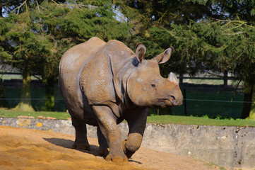 Asian rhino walking fast