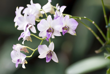 Нежно сиреневая орхидея. (лат. Orchid&aacute;ceae Dendrobium )