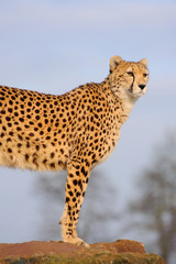 Cheetah Watching