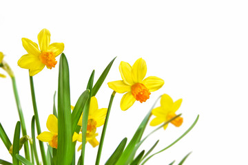 Osterblumen Gelbe Narzissen