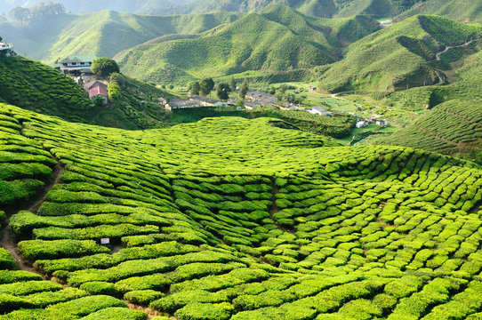 Malaysia, Cameron Highlands, Tea plantation