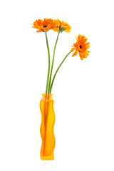 Orange Gerber flowers in vase over white background