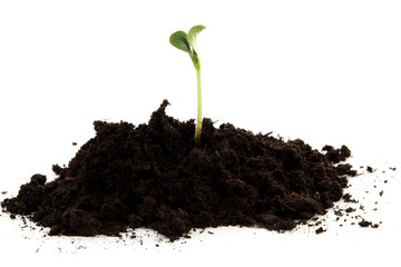 Pile of black garden soil with young plant for new life