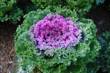 Beautiful Flowering Cabbage in the garden