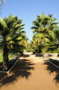 Palm trees in Federico Garcia Lorca Park