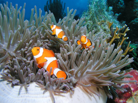 Anemonenfisch Clownfish Nemo