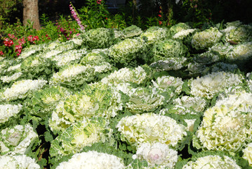 decorative cabbage in blossom Taken from garden at Doi Ang Khang