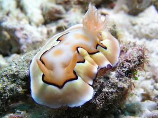 Nacktschnecke Nudibranch