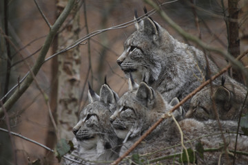 Luchse ( Lynx lynx )