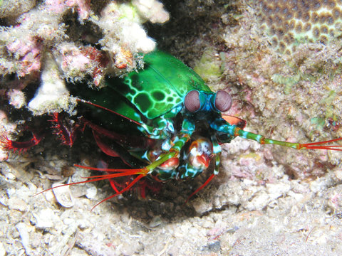 Peacock mantis shrimp, Fangschreckenkrebs