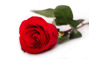 Fototapeta premium single rose