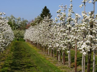 Apfelbl&uuml;te - Bodensee