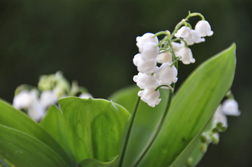 Muguet