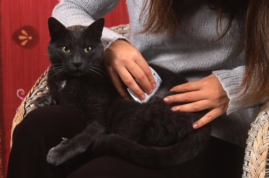 recherche de parasites sur un chat