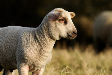 Naklejka premium Lamm auf der Wiese