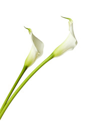 zwei weiße Calla Lilien isoliert
