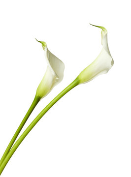 Fototapeta zwei weiße Calla Lilien isoliert