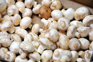 Healthy button mushrooms
