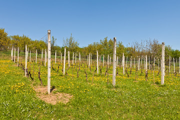Fototapeta premium Vineyard in early spring