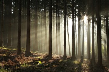 Fototapeta premium Iglasty las oświetlony przez poranne słońce w mglisty jesienny dzień