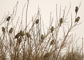 Sparrow