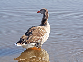 Fototapeta premium duck on water 6