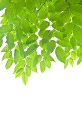 Green leaves on white background