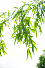 Naklejka premium bamboo leaves