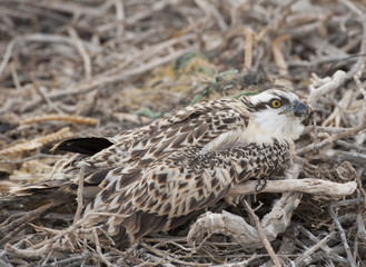 Osprey chick in a nest