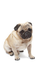 Obraz premium sitting pug