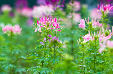 Cleome spinosa