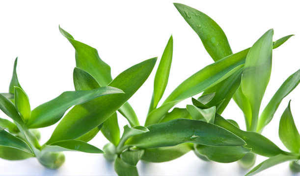 jeunes plants d'agave