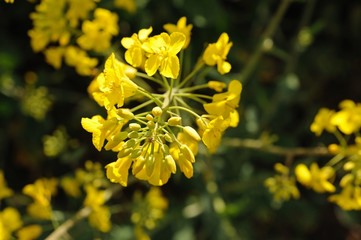 Champ de Colza-Culture-France