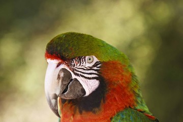 perroquet © Marchal Jérémy