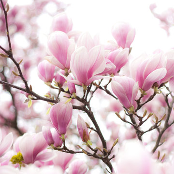 Fototapeta Magnolie