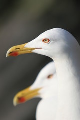 gabbiani
