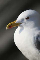 gabbiano