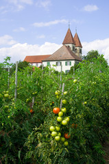 St. Peter und Paul  - Insel Reichenau - Bodensee