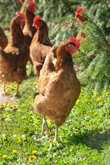 Hens  in the farm