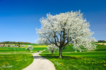 Blossoming trees in spring. - 31443294
