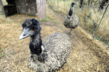 Emu Farm, Washington State
