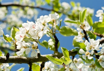 Poirier à l'heure du printemps