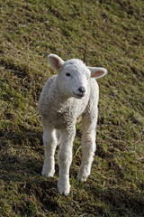 Obraz premium Osterlamm